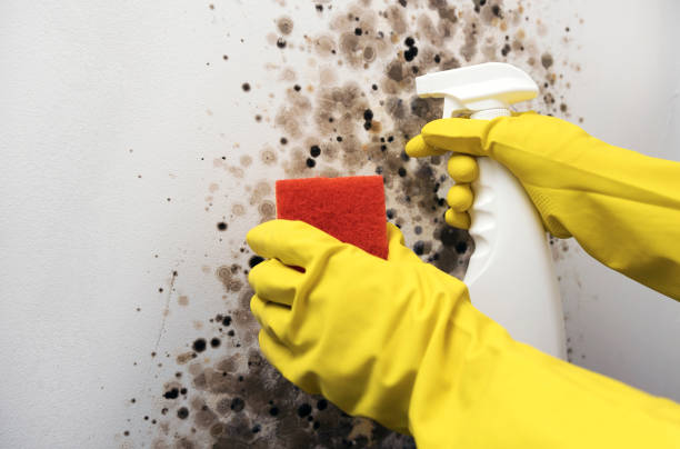 Best Localized Mold Remediation (e.g., coastal areas, humid climates) in Bryn Mawr, PA